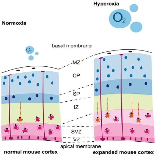 Fig.7 taken from Wagenfuehr et al, 2015.