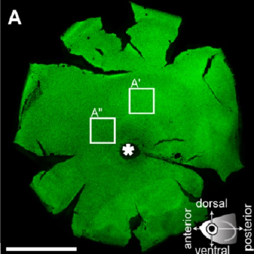 Fig.2 taken from Weber et al, 2013.