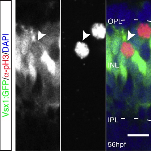 Fig.2 taken from Weber et al, 2014.