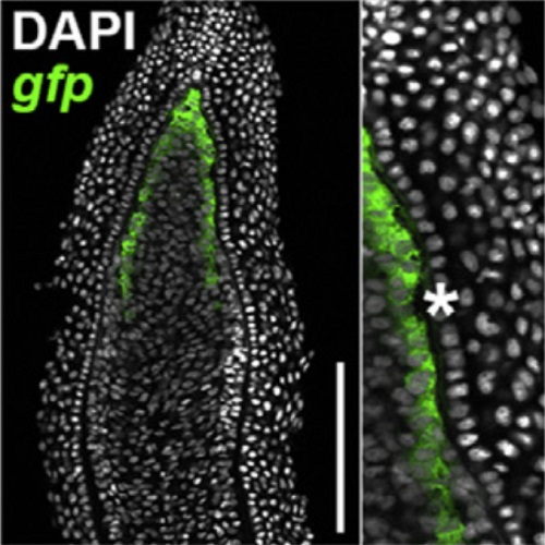 Fig.1 taken from Wehner et al, 2014.