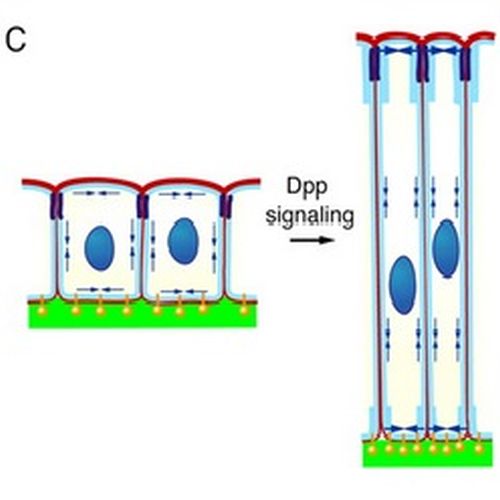 Fig.8 taken from Widmann et al, 2009.