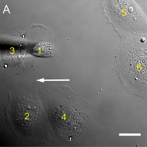 Fig.8 taken from Wittig et al, 2012.