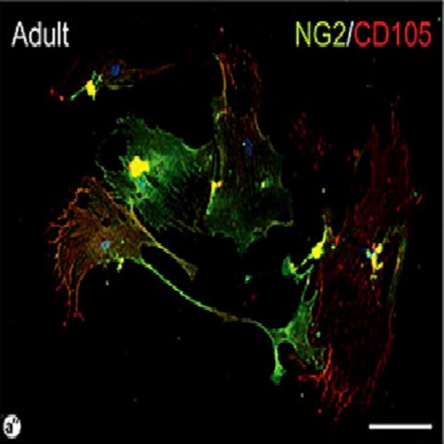 Fig.7 taken from Wittig et al, 2013.