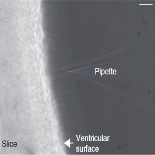 Fig.3 taken from Wong et al, 2014.