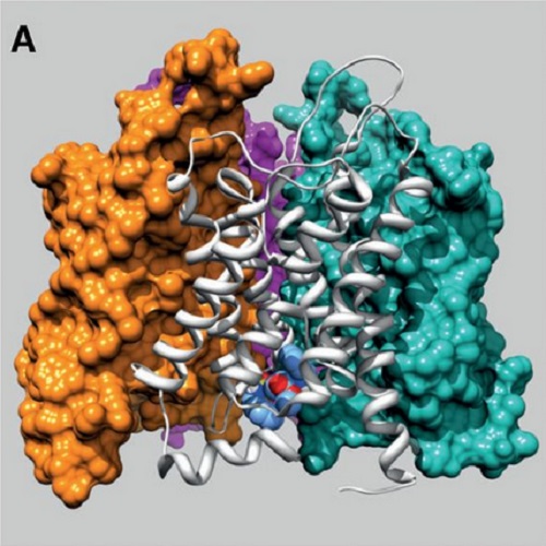 Fig.2 taken from Yool et al, 2013.