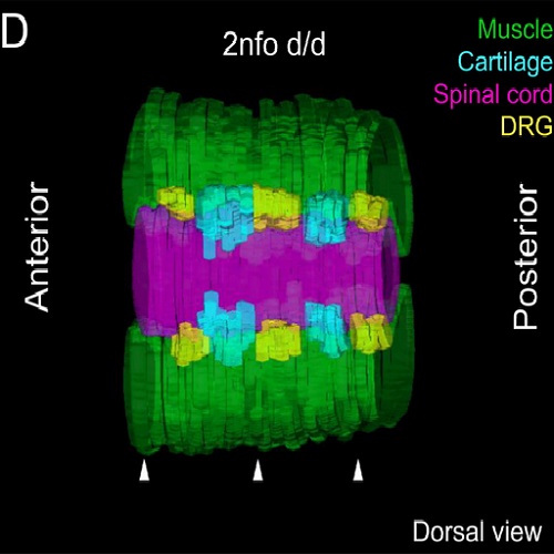 Fig.2 taken from Zarzosa et al, 2014.