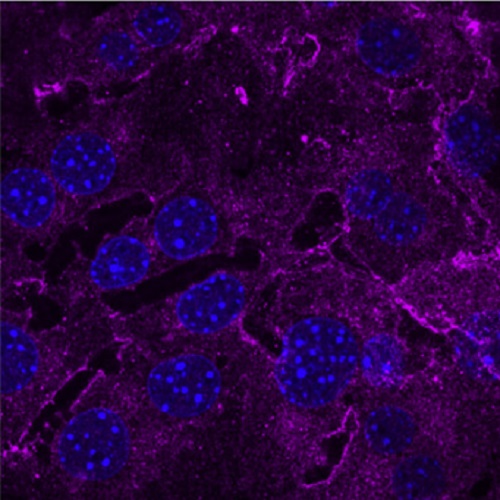 Fig.5 taken from Zeigerer et al, 2015.