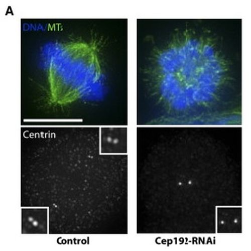 Fig.4 taken from Zhu et al, 2008.